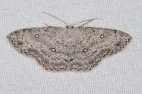 Cyclophora pendulinaria