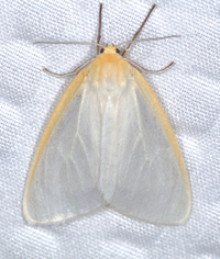 Cycnia tenera