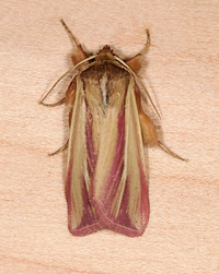 Dargida rubripennis