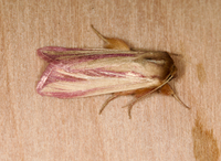 Dargida rubripennis