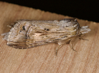 Dasylophia anguina