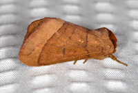 Datana ranaeceps