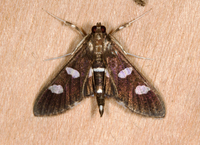 Desmia funeralis
