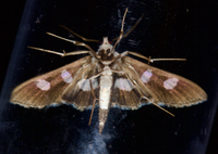 Desmia funeralis