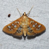 Diastictis baccatalis