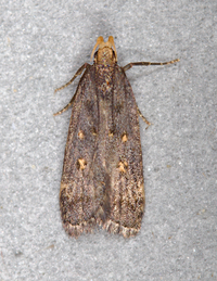 Dichomeris agonia