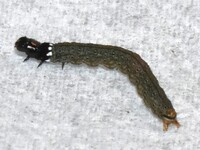 Dichomeris offula