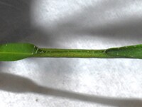 Dichomeris offula