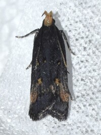 Dichomeris offula