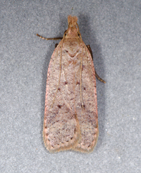 Dichomeris ventrellus