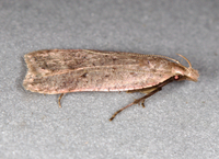 Dichomeris ventrellus