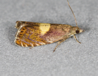 Dichrorampha bittana