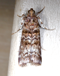 Dioryctria taedivorella