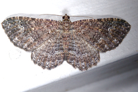 Disclisioprocta stellata