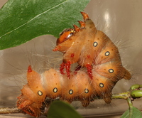 Eacles imperialis