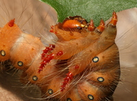Eacles imperialis