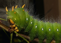 Eacles imperialis