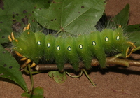 Eacles imperialis