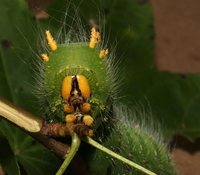 Eacles imperialis