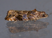 Endothenia hebesana