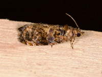 Endothenia hebesana