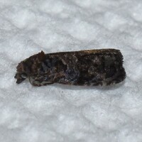 Endothenia hebesana
