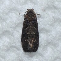 Endothenia hebesana