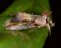 Eosphoropteryx thyatyroides