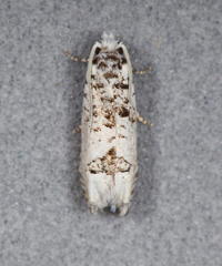 Epiblema alba
