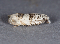 Epiblema alba