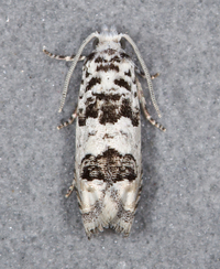 Epiblema alba