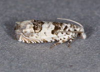 Epiblema alba
