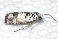 Epiblema alba