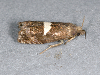 Epiblema gibsoni