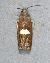 Epiblema gibsoni