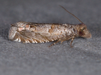 Epiblema mandana