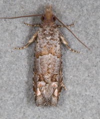 Epiblema mandana