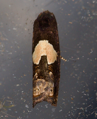 Epiblema otiosana