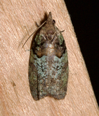 Epinotia medioviridana