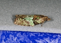 Epinotia medioviridana