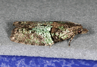 Epinotia medioviridana