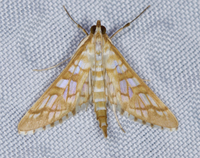 Epipagis fenestralis