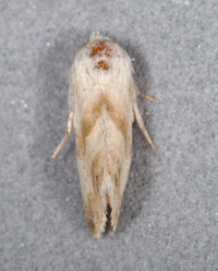 Eublemma minima