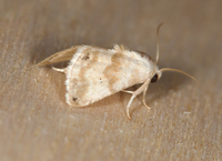 Eublemma minima