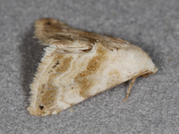 Eublemma minima