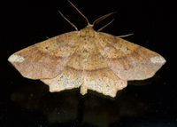 Euchlaena amoenaria