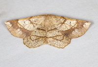Euchlaena madusaria