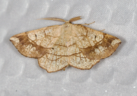 Euchlaena madusaria