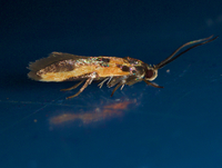 Euclemensia bassettella