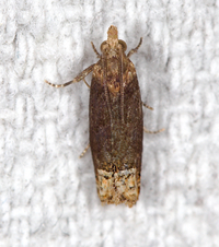 Eucosma ochroterminana